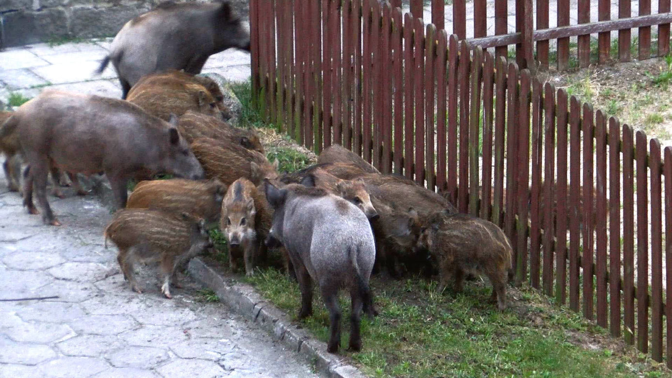 DZIKI ODWIEDZIŁY PLAC ZABAW - INTERWENIOWAŁA STRAŻ POŻARNA.