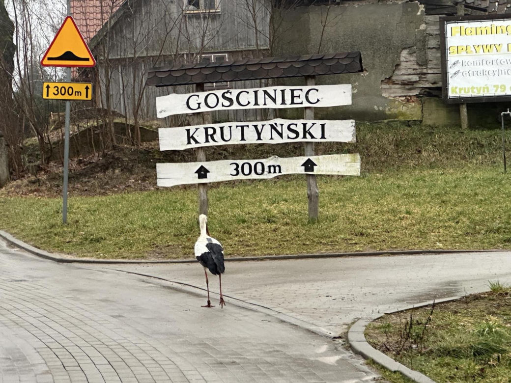 Bocian wrócił na ukochaną wieś. W Krutyni czekali na niego całą zimę