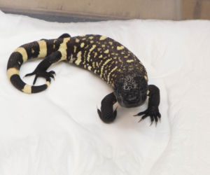 We wrocławskim zoo wykluły się helodermy meksykańskie