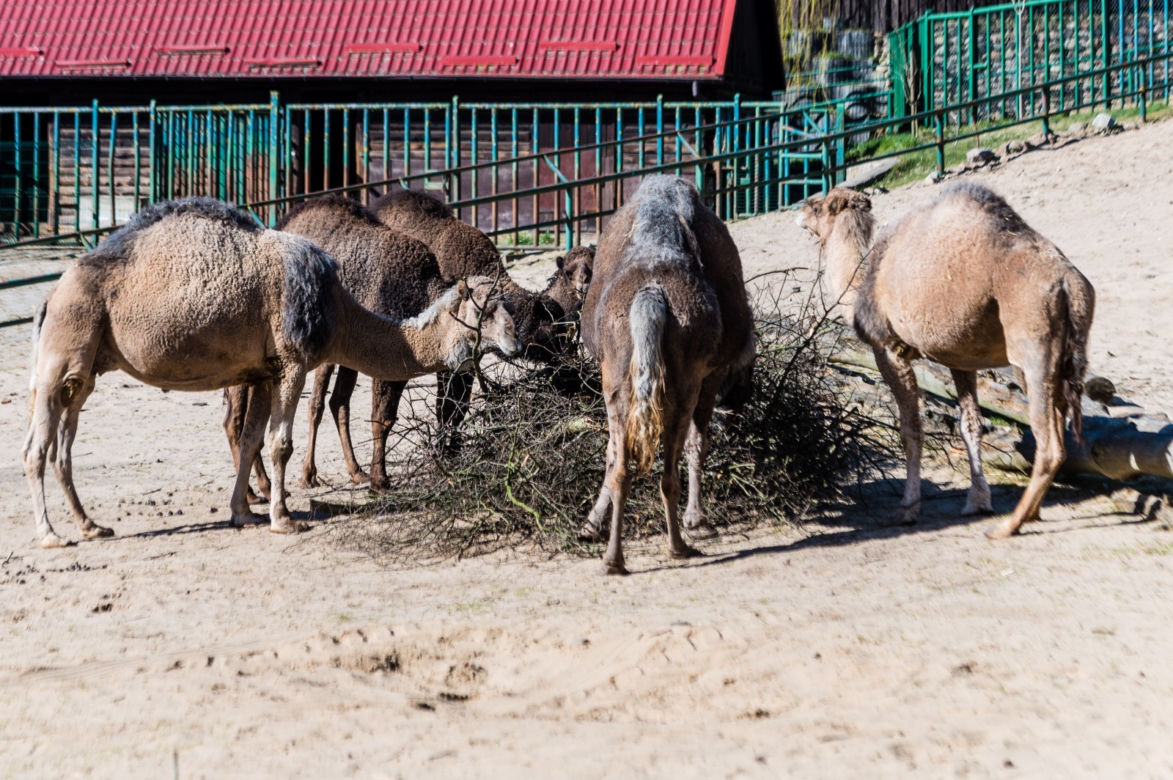 Koronawirus w Trójmieście. Zwierzęta z zoo tęsknią za ludźmi