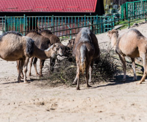Koronawirus w Trójmieście. Zwierzęta z zoo tęsknią za ludźmi