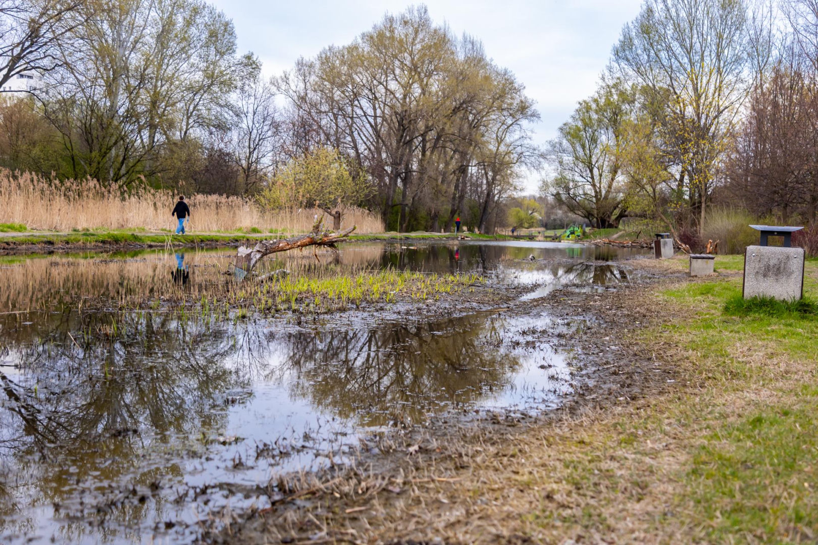 Bobrowe tamy na Potoku Służewieckim w Warszawie