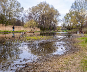 Bobrowe tamy na Potoku Służewieckim w Warszawie