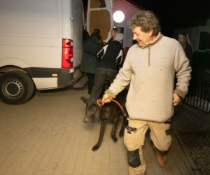 11 dogów niemieckich na granicy polsko-ukraińskiej