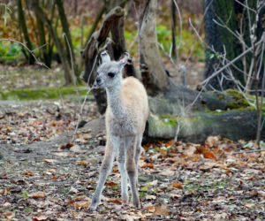 We wrocławskim zoo urodziło się gwanako