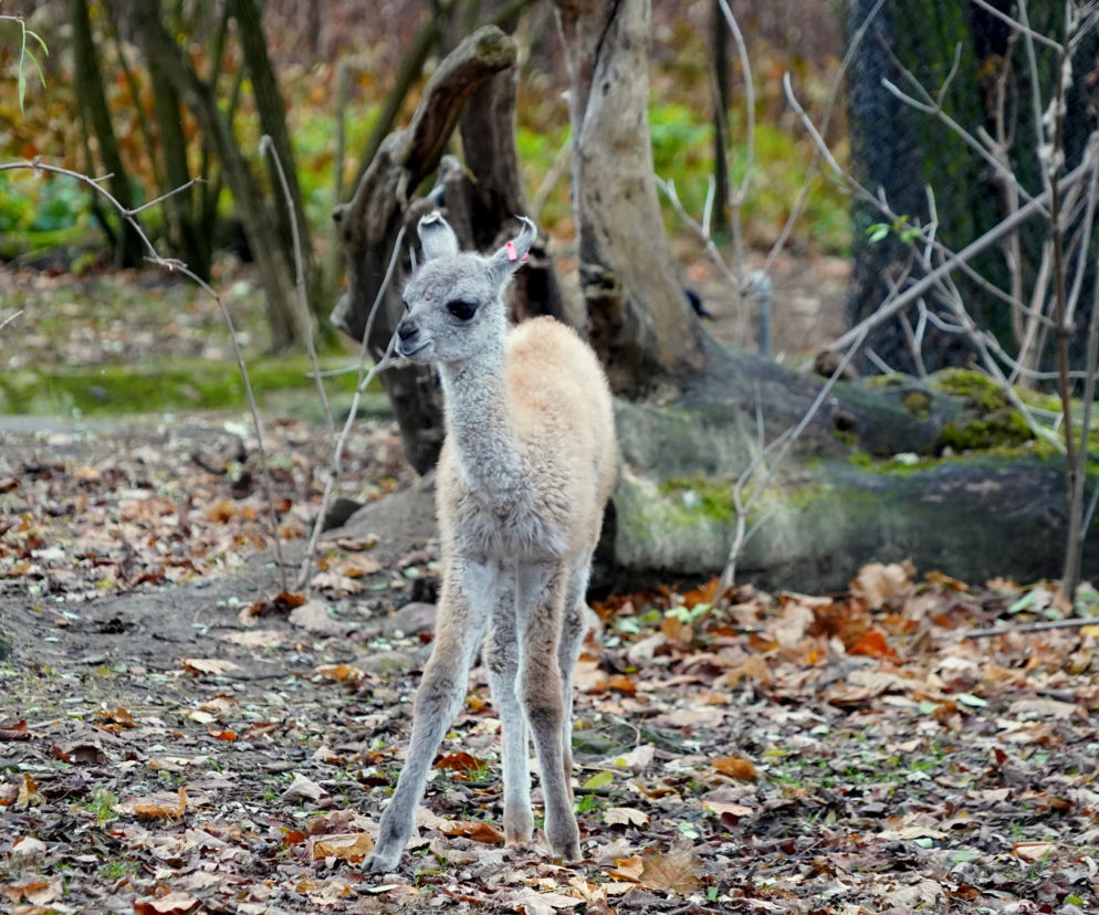 We wrocławskim zoo urodziło się gwanako