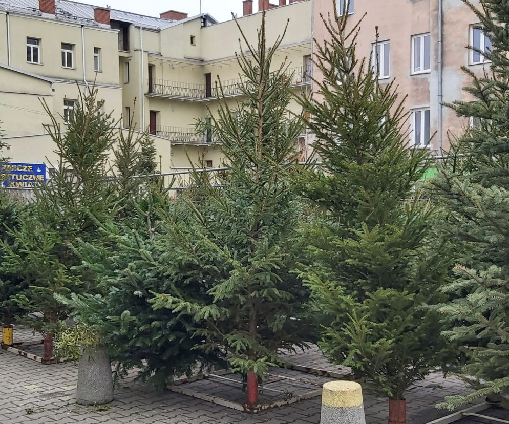Jaką choinkę wybrać na święta? [WIDEO]