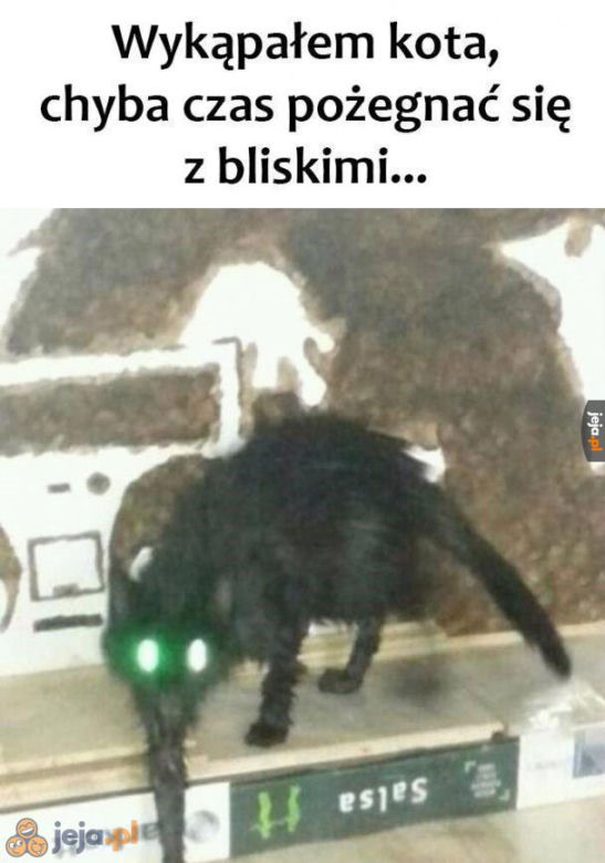 Dzień Kota 2020