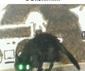 Dzień Kota 2020
