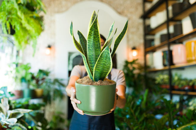 Zapodaj dokładnie 4 krople tego płynu do marniejącej sansewierii. Liście znów staną na baczność, a sansewieria zacznie błyskawicznie rosnąć. Odżywka ratująca język teściowej