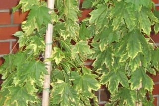 Klon pospolity 'Frisine' - Acer platanoides 'Frisine'