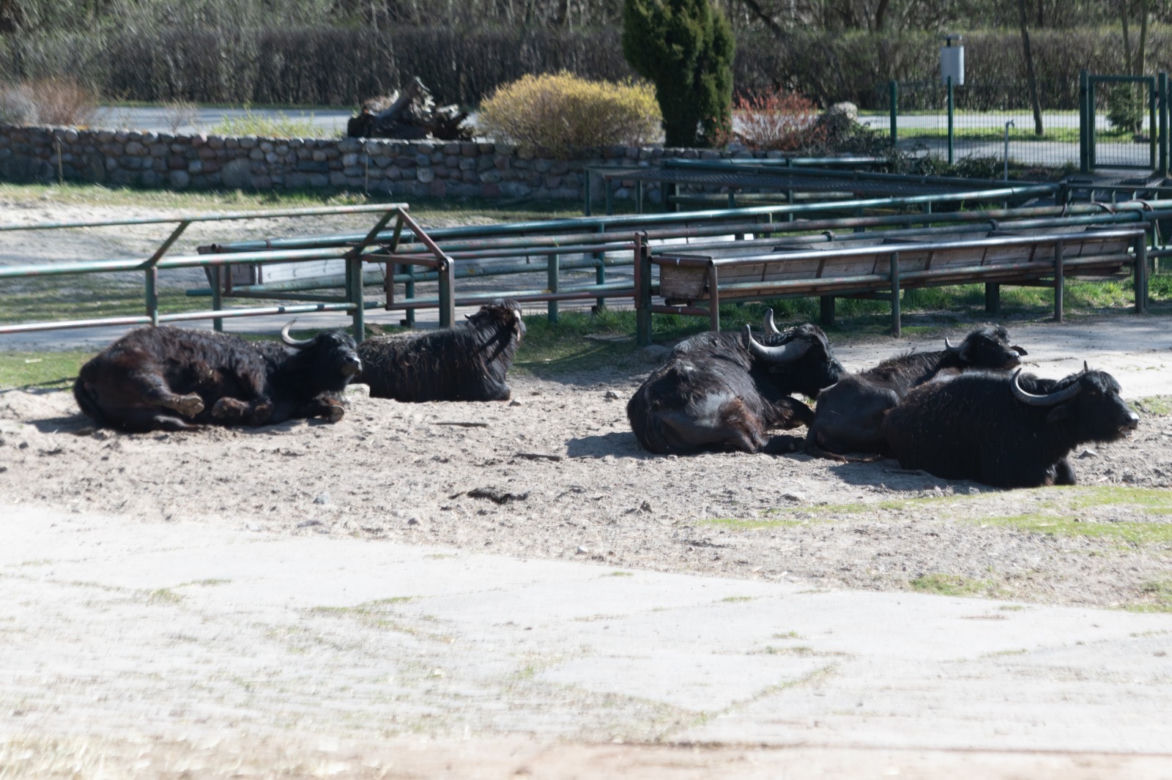 Koronawirus w Trójmieście. Zwierzęta z zoo tęsknią za ludźmi