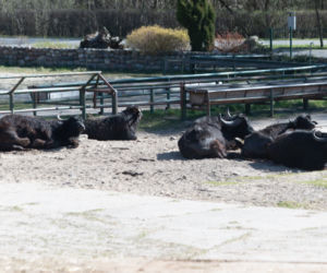 Koronawirus w Trójmieście. Zwierzęta z zoo tęsknią za ludźmi