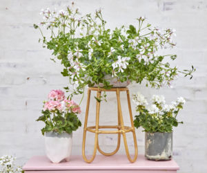 Pelargonia kaskadowa (pelatatum)