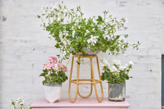 Pelargonia kaskadowa (pelatatum)