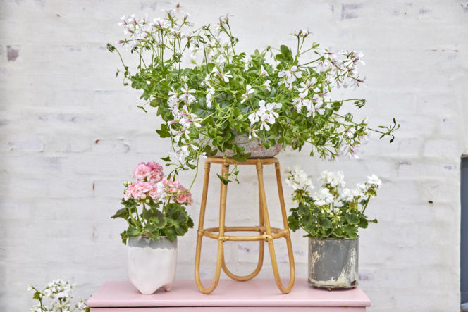 Pelargonia kaskadowa (pelatatum)