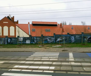 Drzewa na ul. Chmielewskiego