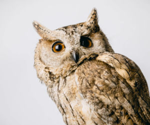 Pokaz i pogadanka o sowach oraz nocny spacer po lesie. W Grudziądzu odbędzie się Noc Sów