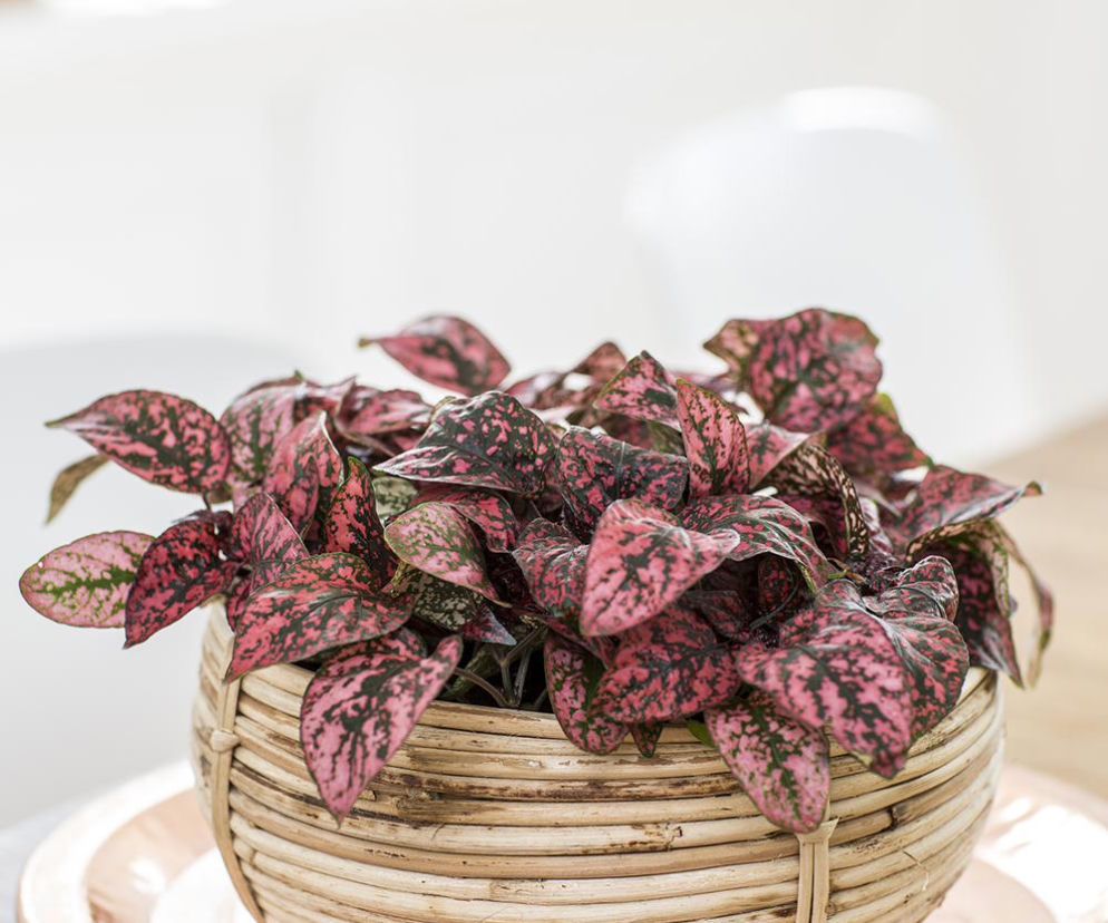 Kwiat doniczkowy-różowe liście