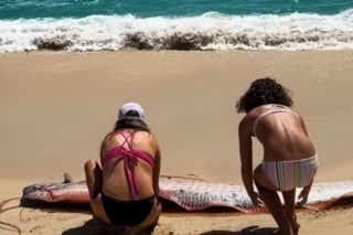 Gigantyczny wąż morski pojawił się na plaży w Cabo