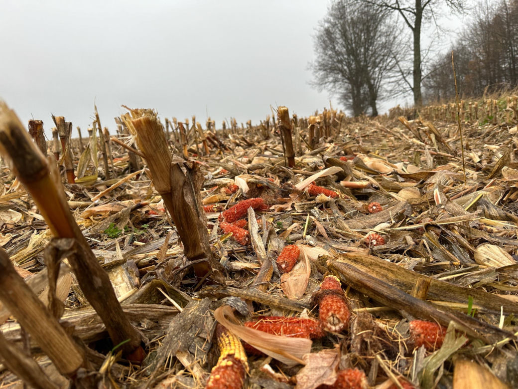 Pan Jan wpadł pod kombajn ścinający kukurydzę! Dramat rolnika