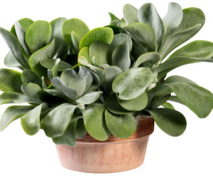 Kalanchoe wiechowate
