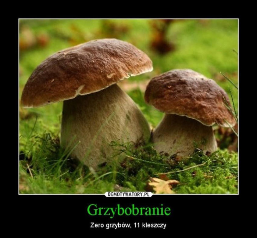 Grzybobranie 2023. Zobaczcie najlepsze memy o grzybiarzach! 