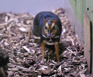 Myszojeleń we wrocławskim zoo osiągnął już rozmiary dorosłego osobnika