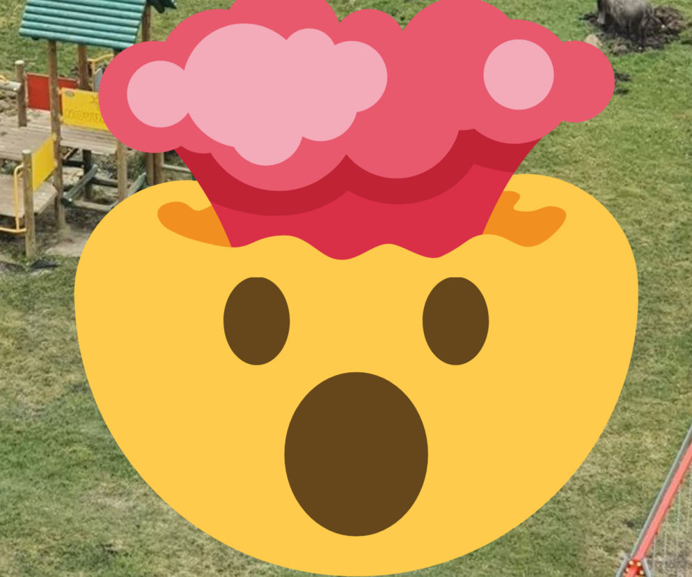 Dziki bawią się na placu zabaw w Olsztynie