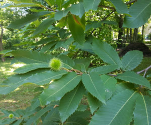 ESC w Ogrodzie Botanicznym UKW