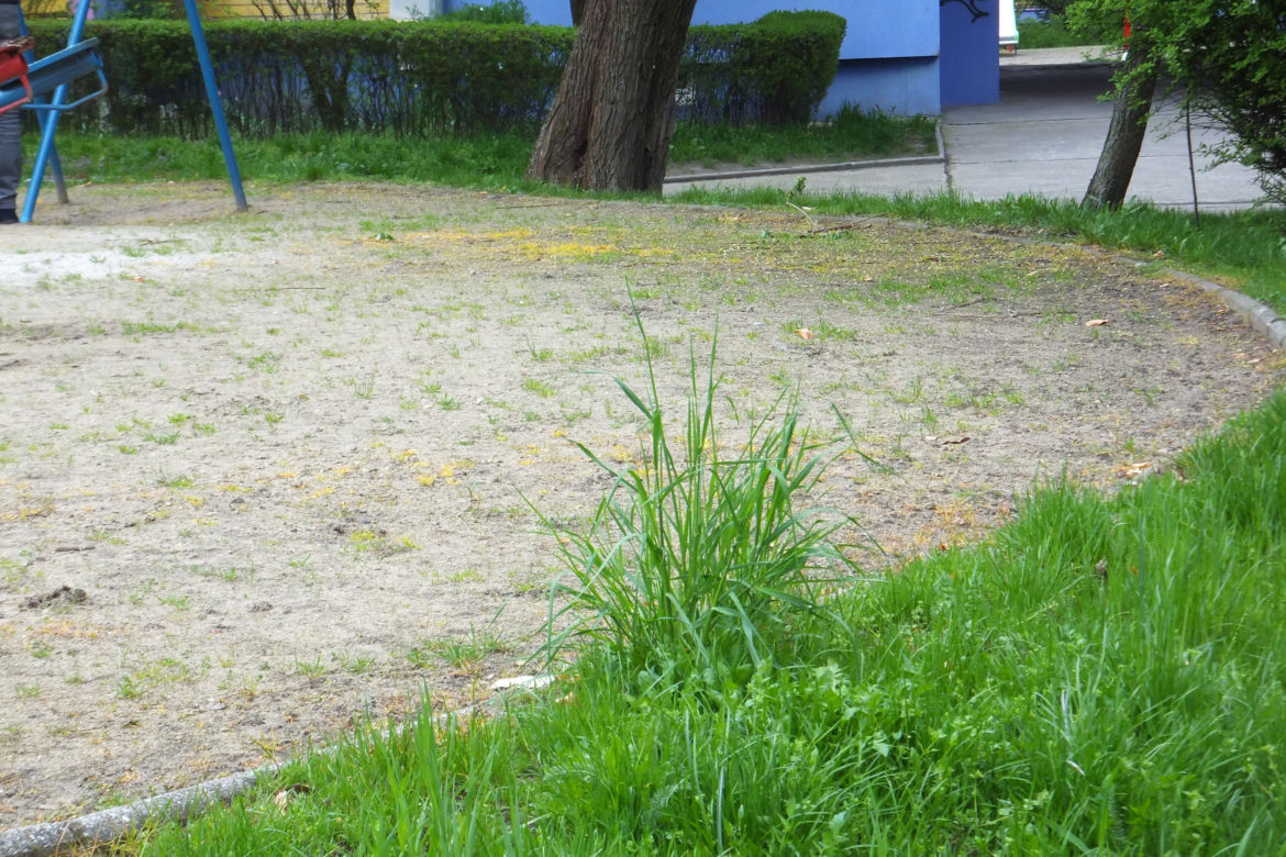 Na skwerach i placach zabaw na Kozanowie schną rośliny