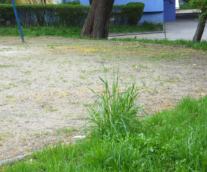 Na skwerach i placach zabaw na Kozanowie schną rośliny