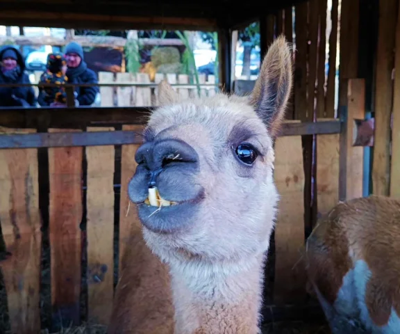 Króliki, owieczki, alpaki i tłumy odwiedzających. Żywa szopka