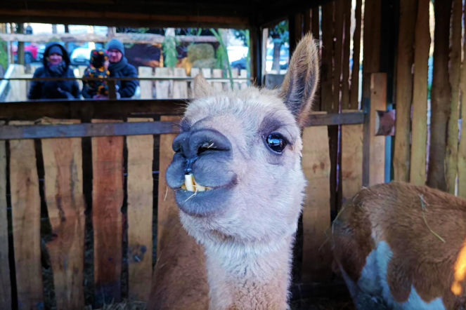 Króliki, owieczki, alpaki i tłumy odwiedzających. Żywa szopka w Żydowcach już po raz dwunasty