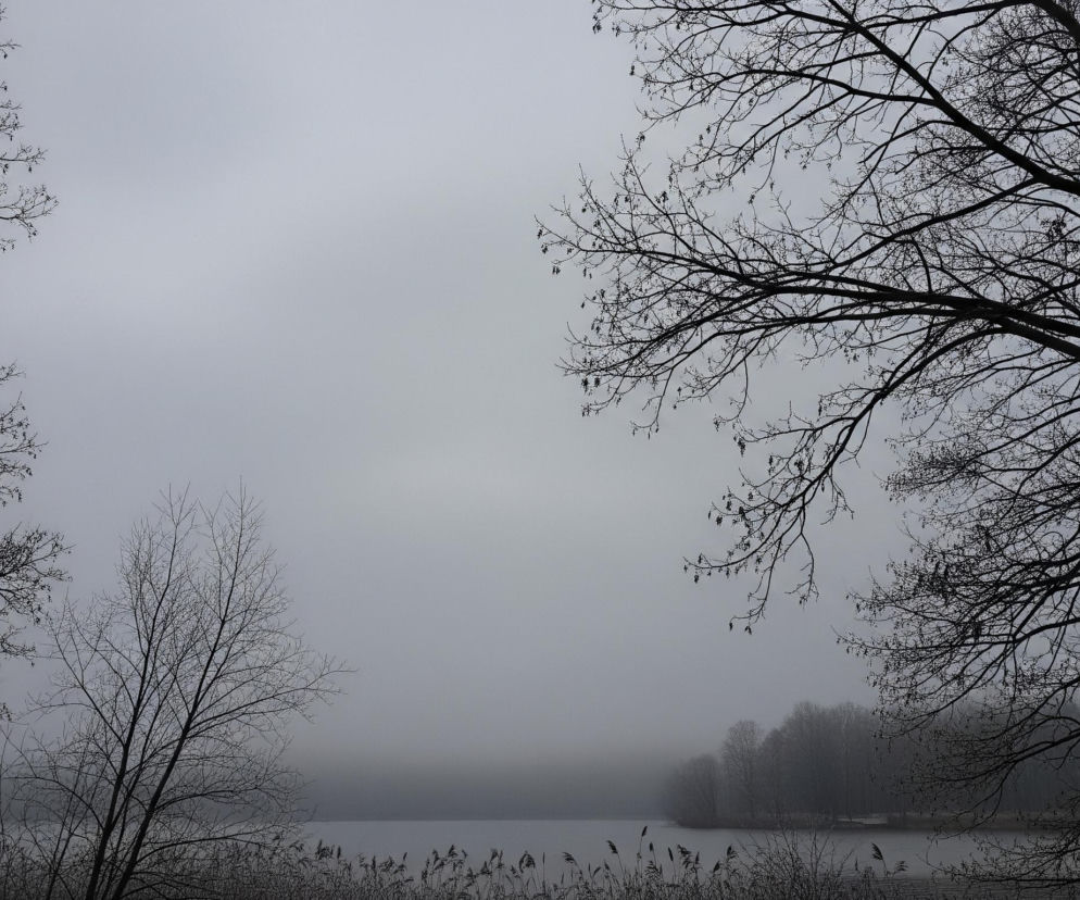 Po horyzont rozciąga się szare, zachmurzone niebo, dominując górną część obrazu. Na pierwszym planie, z obu stron kadru, widać rozłożyste, bezlistne drzewa o ciemnych, wijących się gałęziach. Poniżej rozciąga się tafla spokojnej wody, którą otacza brzeg pokryty gęstymi, suchymi trzcinami oraz krzewami pozbawionymi liści. W oddali, na przeciwległym brzegu, majaczy rząd drzew, częściowo przesłoniętych mgłą.