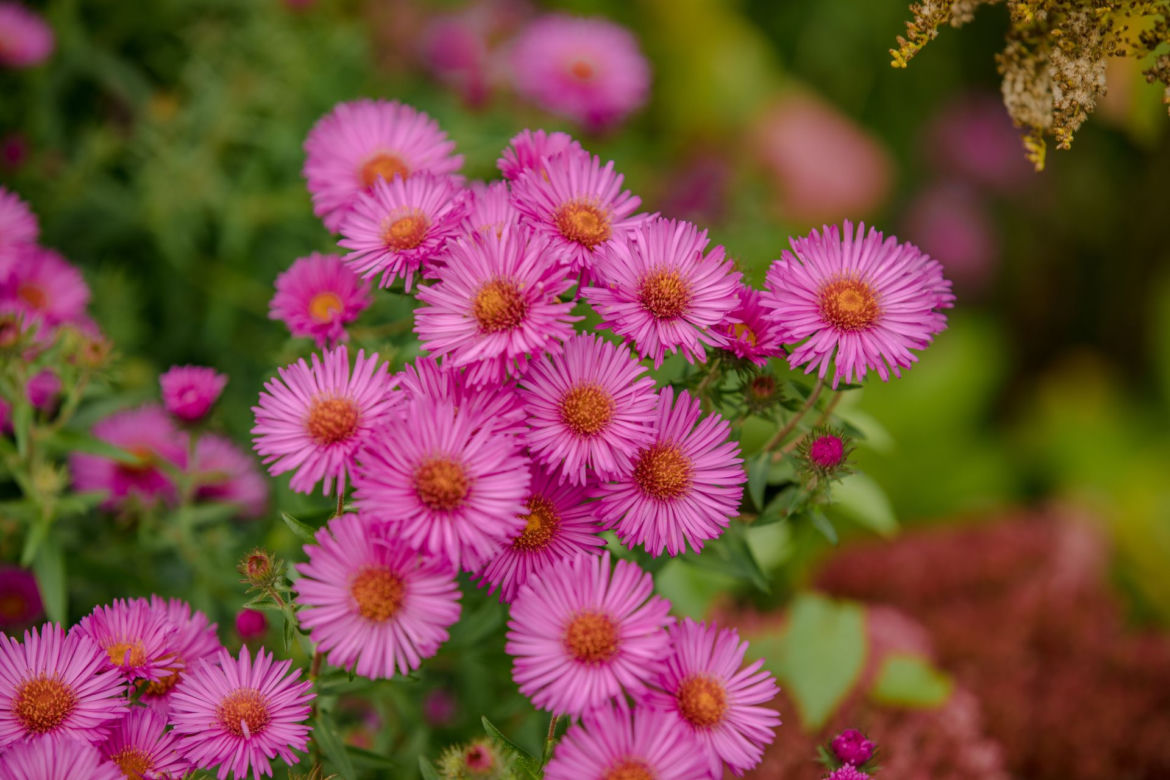 Aster nowoangielski 