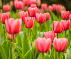 tulipany2.jpg