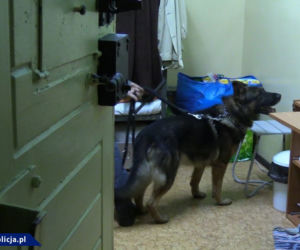 Wronki. Spektakularna akcja CBŚP. Antyterroryści rozbili szajkę narkotykową [WIDEO]