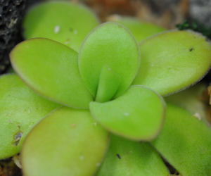 Tłustosz (Pinguicula)