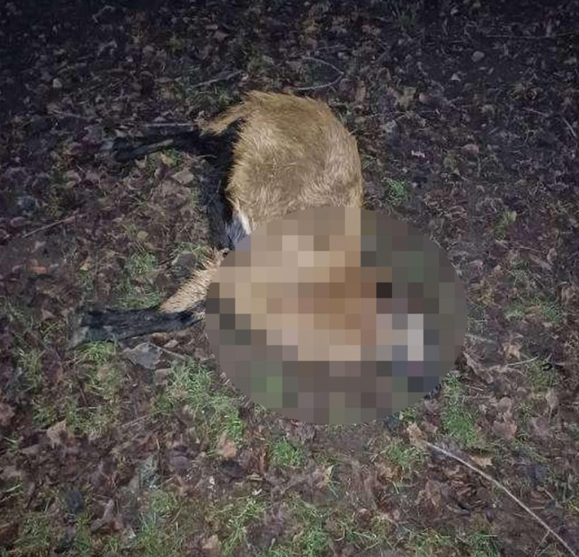 Wataha psów terroryzuje wieś. „Nie zaatakowały z głodu. To była napaść, by zabić”