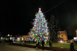 Choinka miejska Siedlce