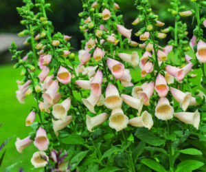 naparstnica