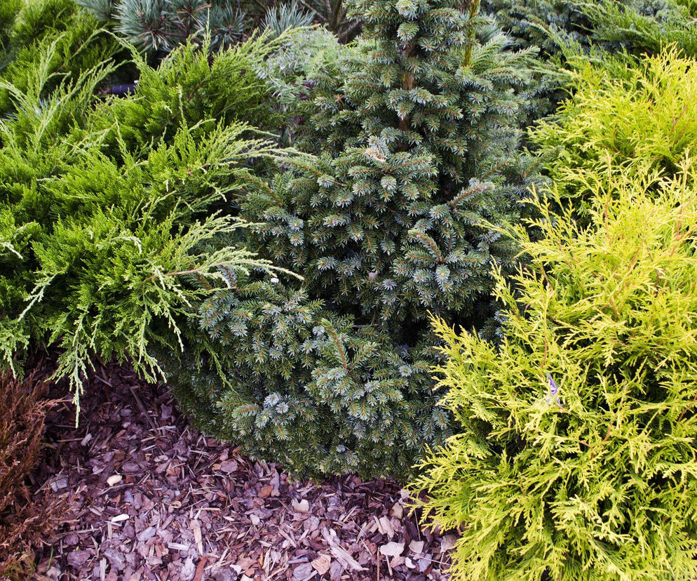 Jakie iglaki wybrać do ogrodu?