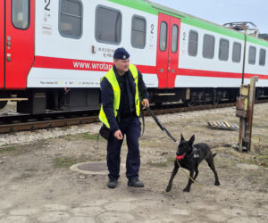 Psy policyjne ćwiczyły wykrywanie narkotyków i materiałów wybuchowych. Trwają szkolenia TROPIK-9 [ZDJĘCIA]