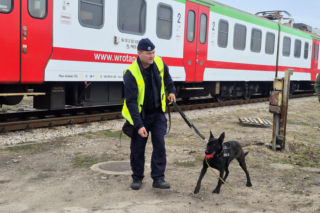 Psy policyjne ćwiczyły wykrywanie narkotyków i materiałów wybuchowych. Trwają szkolenia TROPIK-9 [ZDJĘCIA]