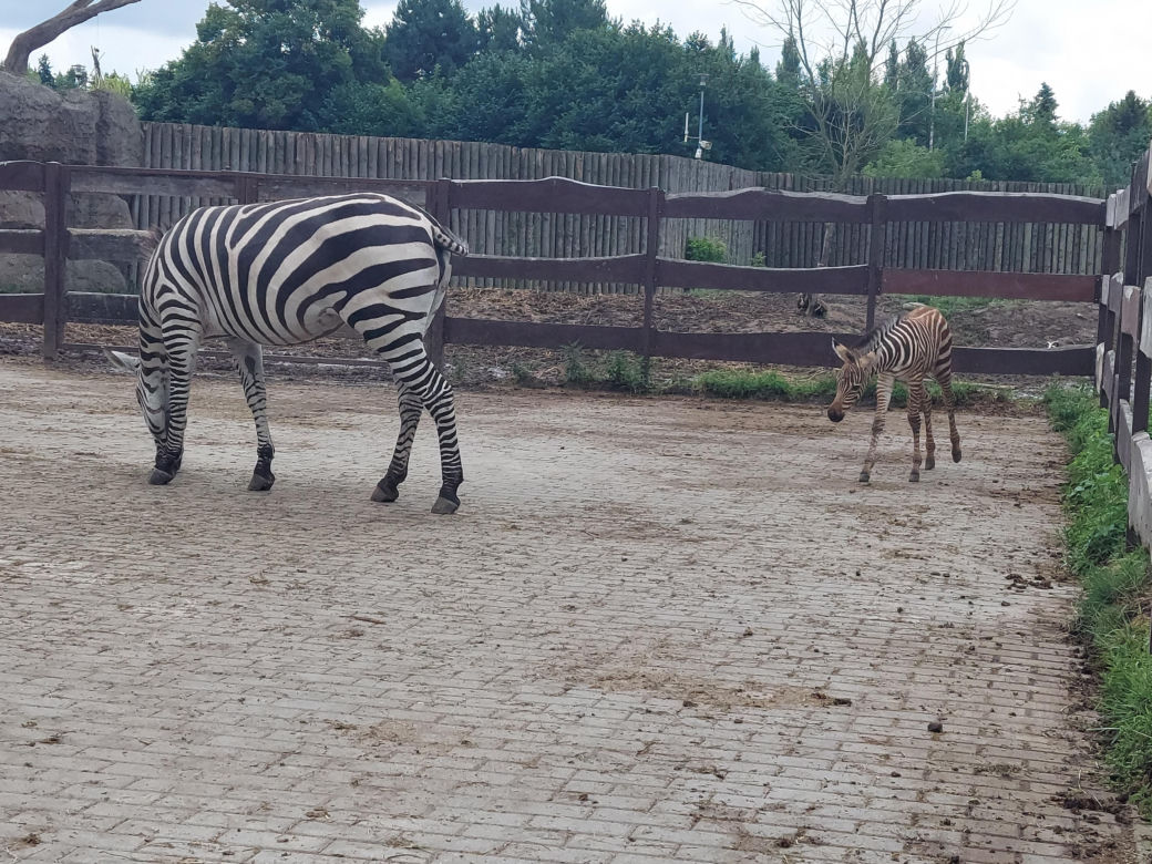 Mała zebra w zamojskim ZOO