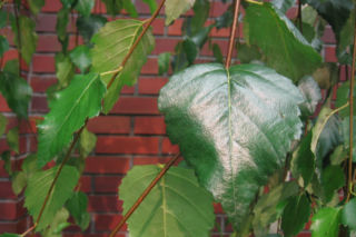 Brzoza pożyteczna 'Long Trunk' - Betula utilis 'Long Trunk'