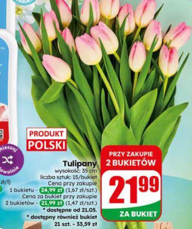 tulipany w Dino na Dzień Mamy 2026