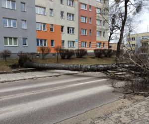 Szkody po Orkanie Eunice. Zrywało dachy, wyrywało grube drzewa, brakowało prądu