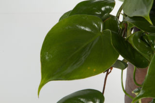 Filodendron pnący